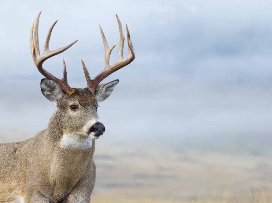 Pinpoint Outfitters,Idaho hunting,deer hunts