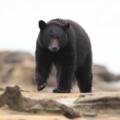 Hunting Black Bear In Idaho Spring Season