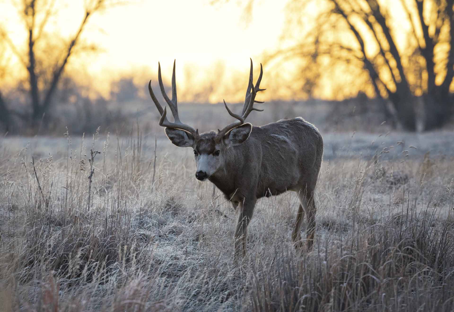 Deer Hunts