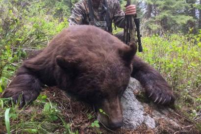 Idaho bear hunts Pinpoint Outfitters
