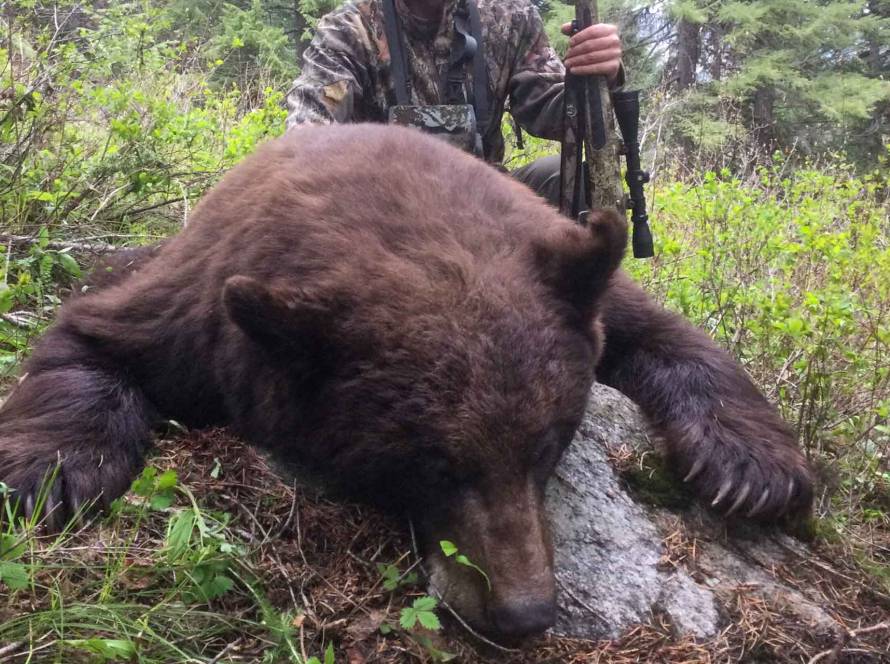 Idaho bear hunts Pinpoint Outfitters