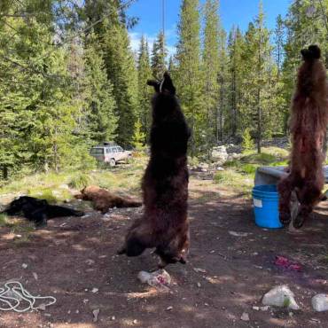 Idaho bear hunts,Pinpoint outfitters